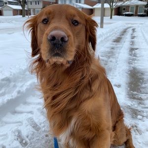 Meet your Posher, Diana